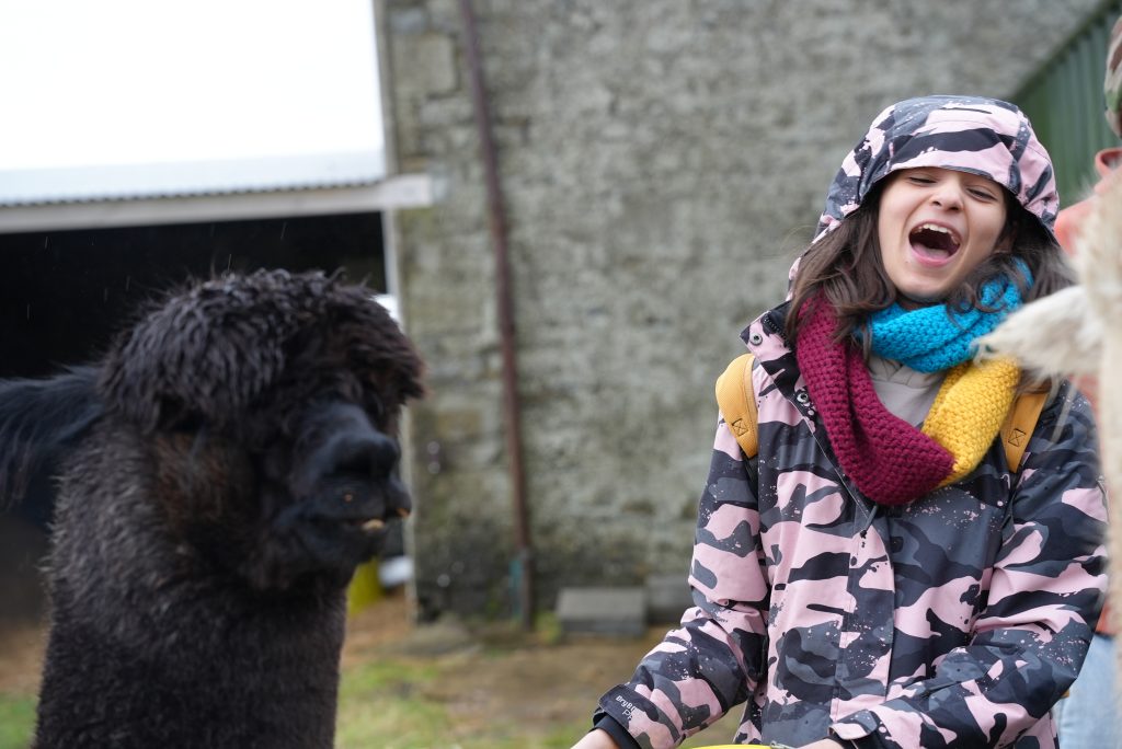 Alpacas at Donegal English Language School