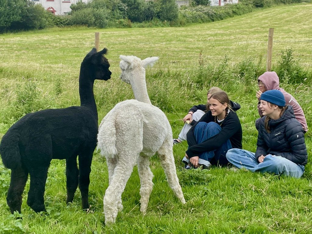 A group of students sitting on the grass in a field, smiling and observing two alpacas, one black and one white, standing close to each other. The scene is set in a lush, green landscape, creating a peaceful and engaging environment.